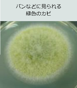カビの季節です! | コープおきなわ
